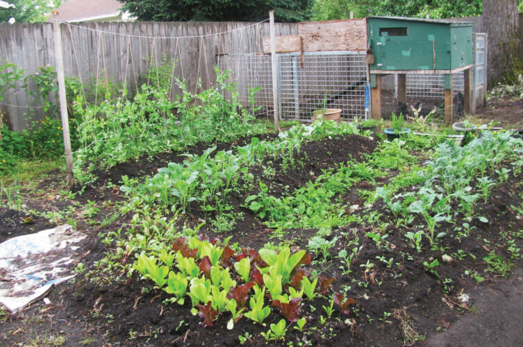 Reasons for Growing Leafy Greens